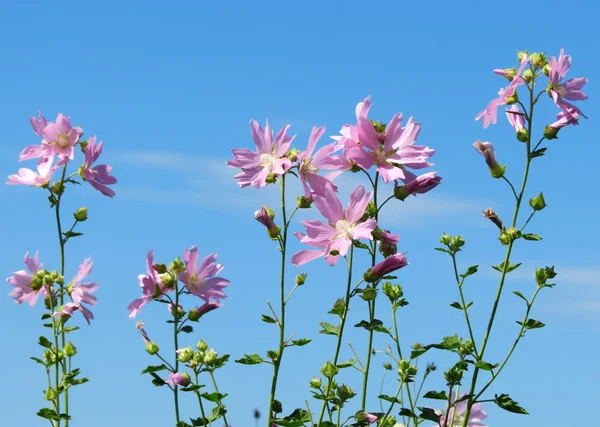 Floraison des steppes — Photo