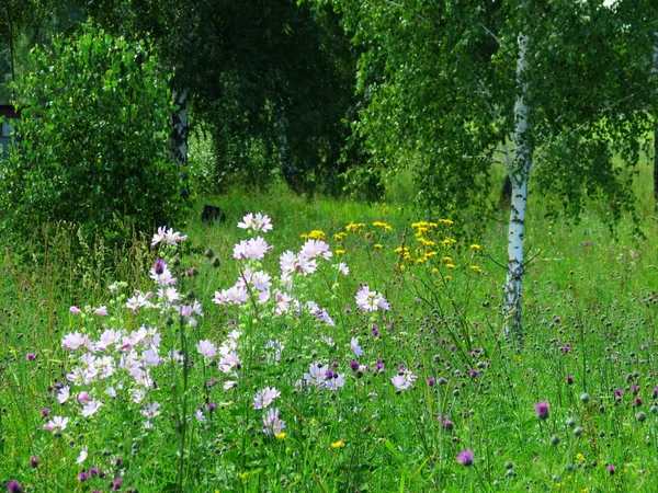 bozkırlarında flowerses