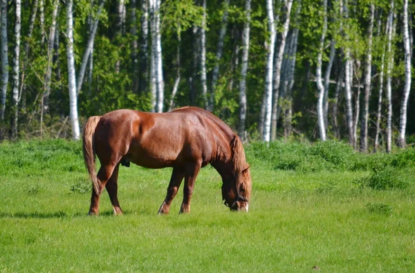 Haustiere — Stockfoto