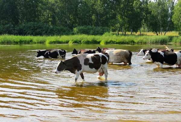 Animais domésticos — Fotografia de Stock