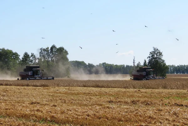 Landwirtschaft altaya — Stockfoto