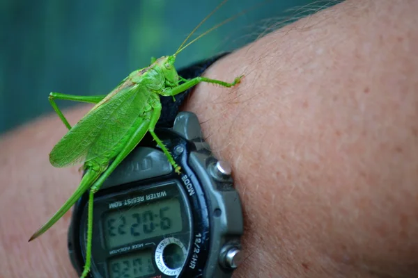 Insect of the steppes — Stock Photo, Image