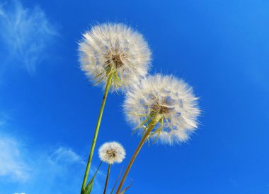 bozkırlarında flowerses