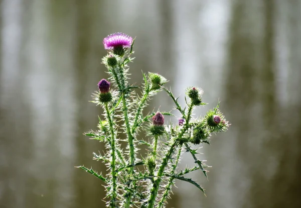 Flowerses των στεπών — Φωτογραφία Αρχείου