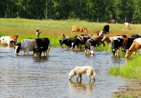 Animales domésticos —  Fotos de Stock