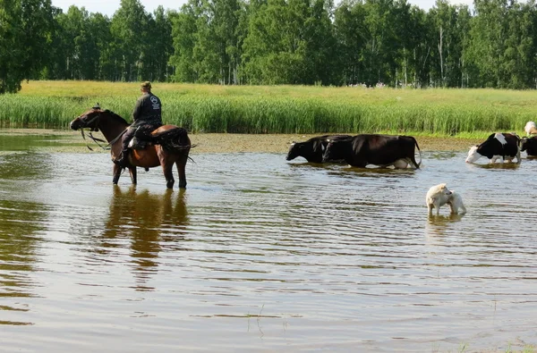 Animaux domestiques — Photo