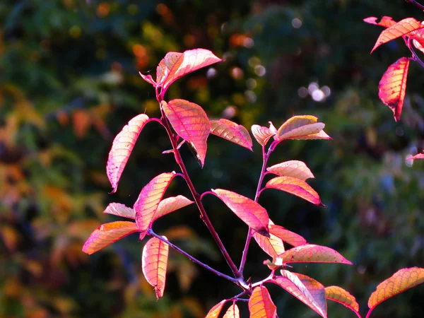 Flores de las estepas —  Fotos de Stock