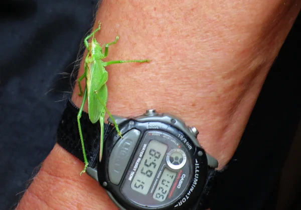 Insect of the steppes — Stock Photo, Image