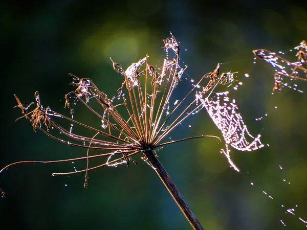 Flowerses stäpperna — Stockfoto