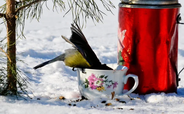 Oiseaux des steppes — Photo