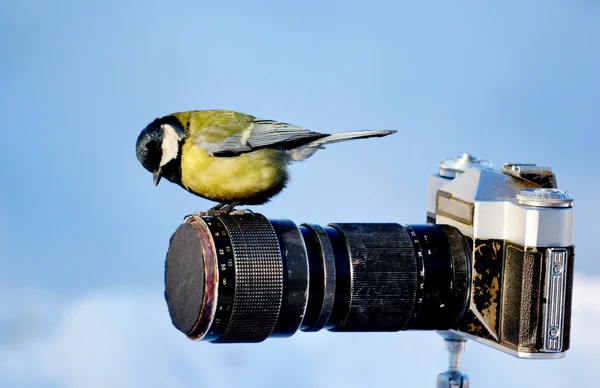 A puszták madarak — Stock Fotó