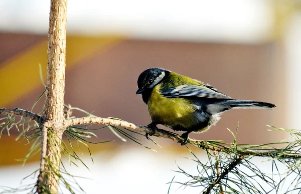 Fåglar av stäpperna — Stockfoto