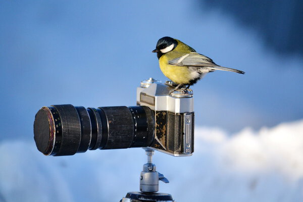 Степные птицы
