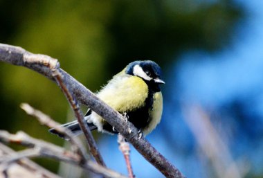 bozkırlarında kuşların