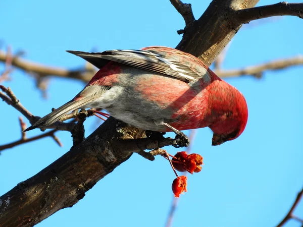 Aves das estepes — Fotografia de Stock