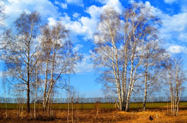 Nature Altaya — Photo