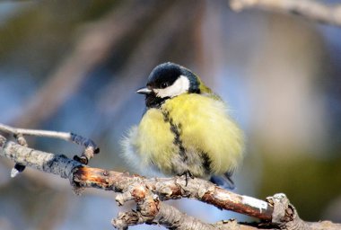 bozkırlarında kuşların