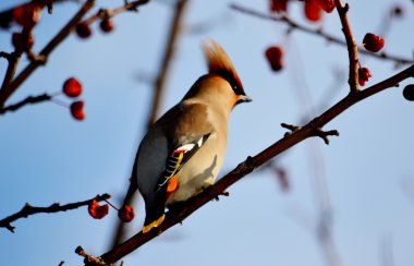 bozkırlarında kuşların