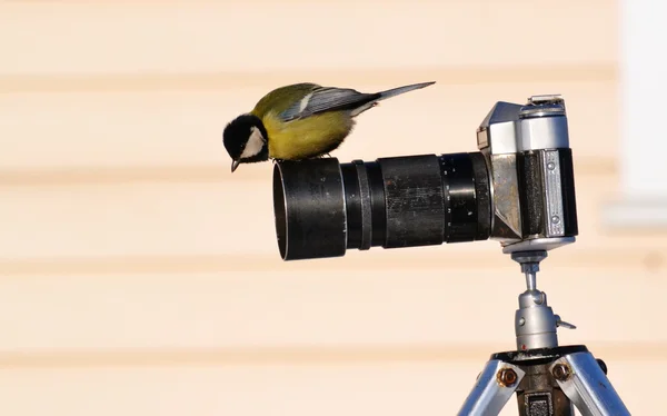 Aves das estepes — Fotografia de Stock