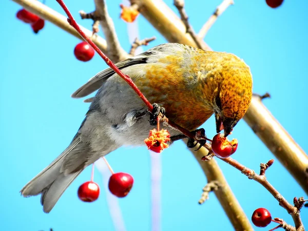 Vogels van de steppes — Stockfoto