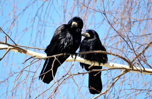 Aves das estepes — Fotografia de Stock