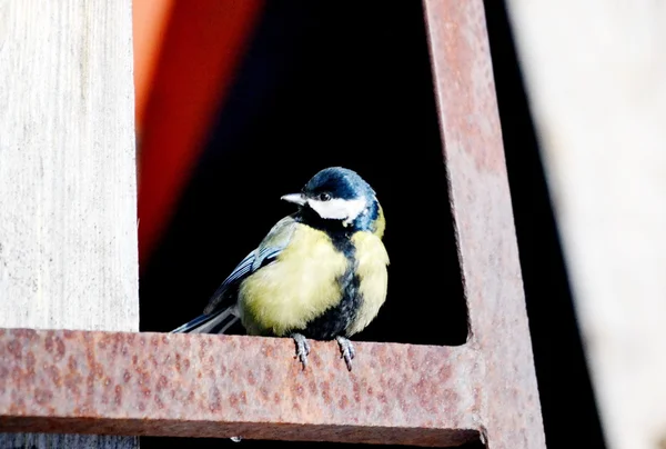 Aves das estepes — Fotografia de Stock