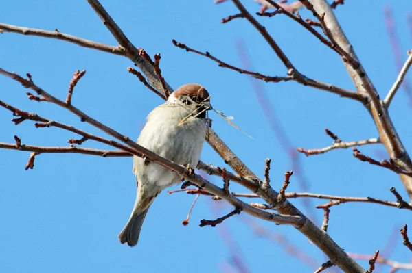 Birds of the steppes — Stock Photo, Image