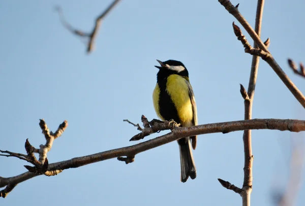 Birds of the steppes — Stock Photo, Image