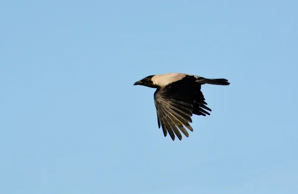 Steppenvögel — Stockfoto