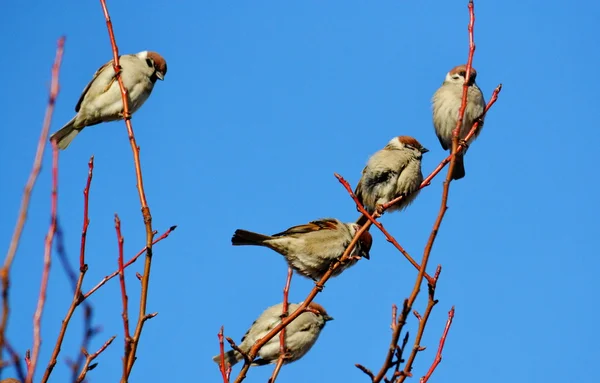 Ptaki stepy — Zdjęcie stockowe