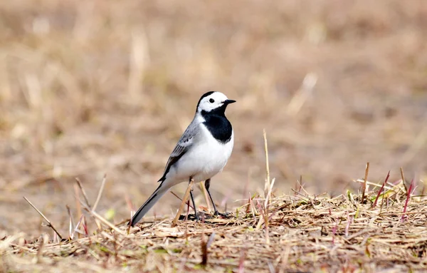 草原の鳥 — ストック写真