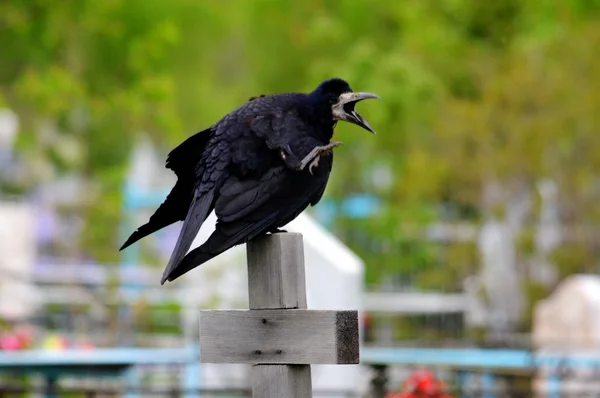 Birds of the steppes — Stock Photo, Image