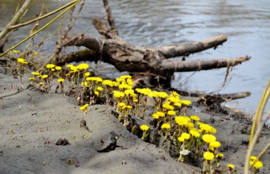 Tabiat AltayaDoğa Altaya