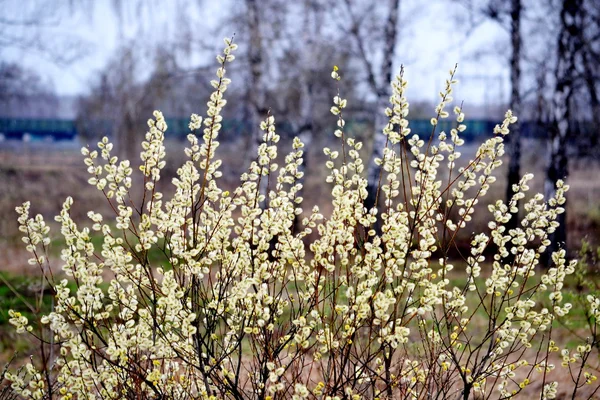 A puszták flowerses — Stock Fotó