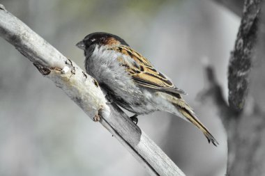 bozkırlarında kuşların