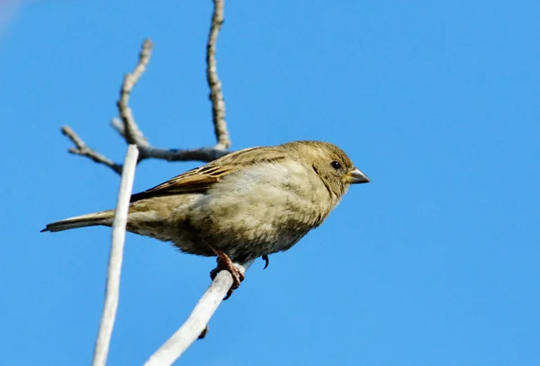 Vogels van de steppes — Stockfoto