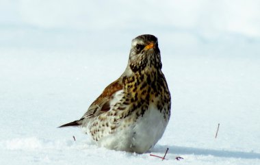 bozkırlarında kuşların