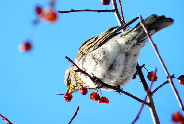 Păsări de stepă — Fotografie, imagine de stoc