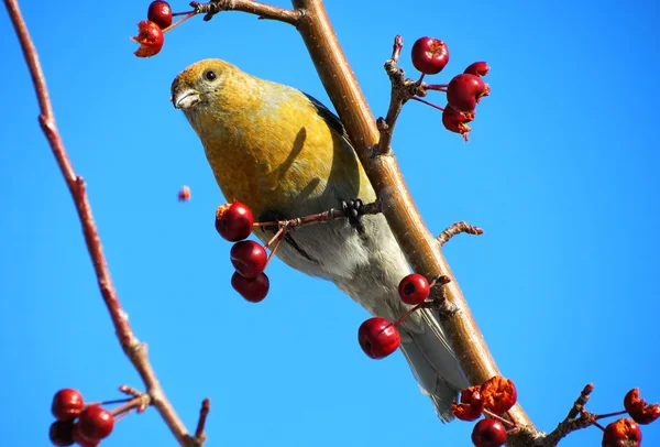 Vogels van de steppes — Stockfoto