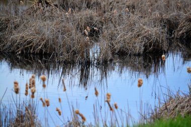 Tabiat AltayaDoğa Altaya
