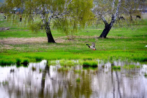 Természet altaya — Stock Fotó