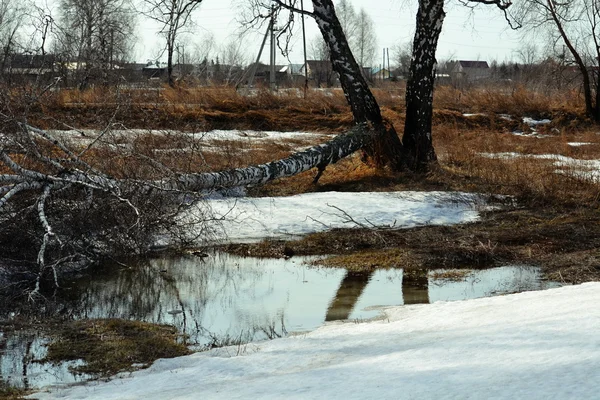 Příroda altaya — Stock fotografie