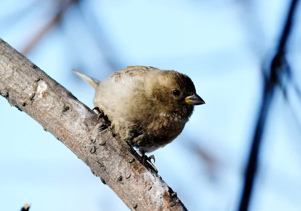 Aves de las estepas — Foto de Stock