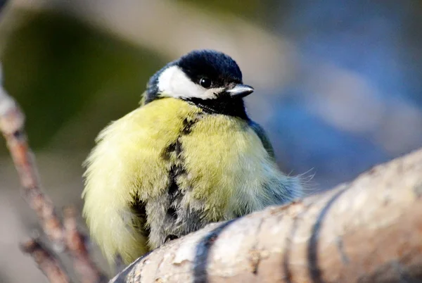 bozkırlarında kuşların