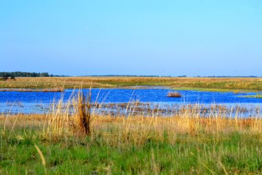 bozkırlarında kuşların