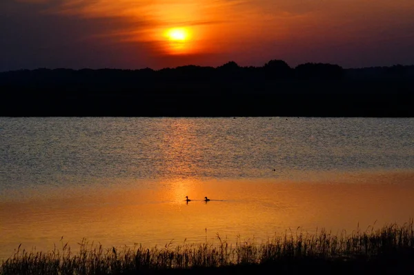 Vogels van de steppes — Stockfoto