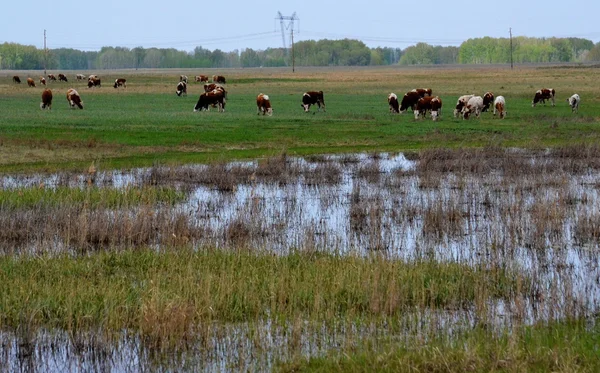 Zwierząt domowych — Zdjęcie stockowe