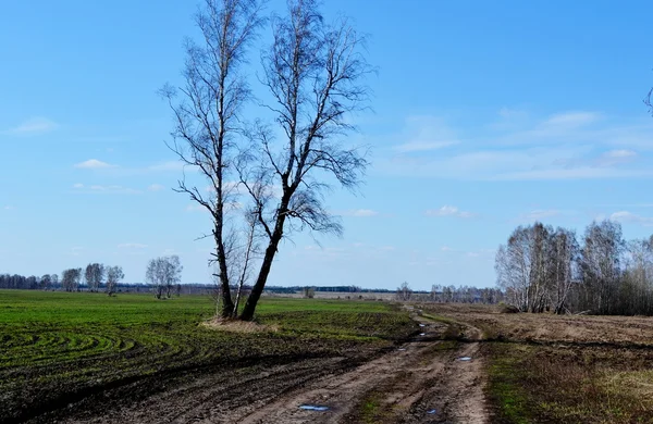 Natura altaya — Zdjęcie stockowe