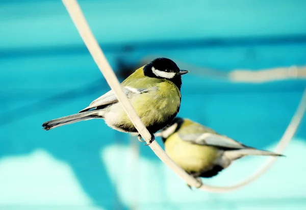 Aves de las estepas — Foto de Stock