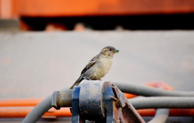 bozkırlarında kuşların